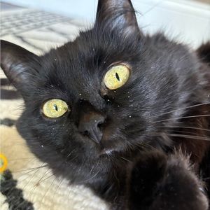 Meet your Posher, Gwp